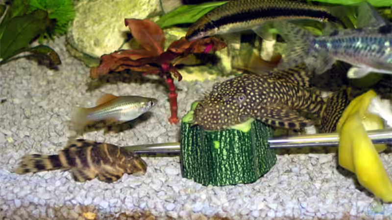 Erst die Grossen! von Fossybear (30)