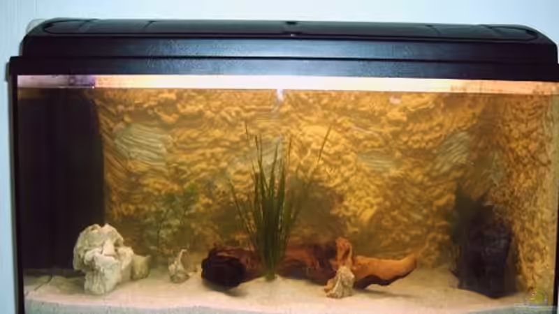 erst Einrichtung ohne Besatz von Spatz (5)