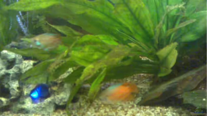 Erst LED Versuch, Der Stein sieht sehr natürlich aus, obwohl Polymer, Leider wusste von Thomas Müller (5)