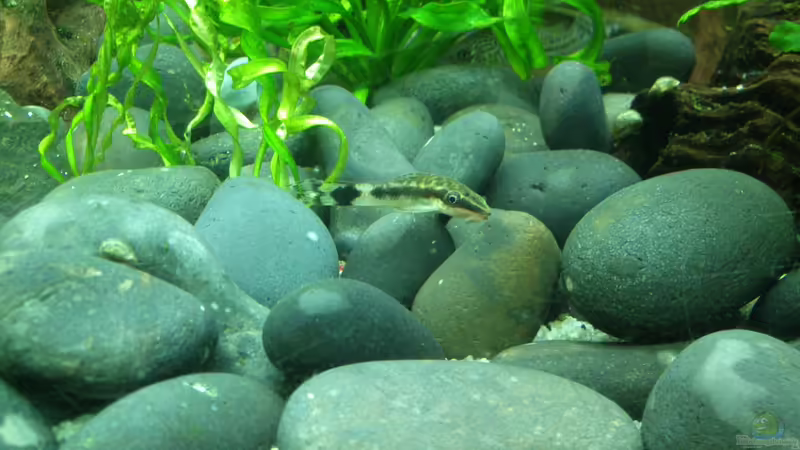 Erst mal ausruhen... von Fuujida (20)