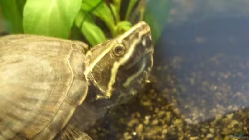 Erst mal Kopf zurück ?! von Miguel (28)