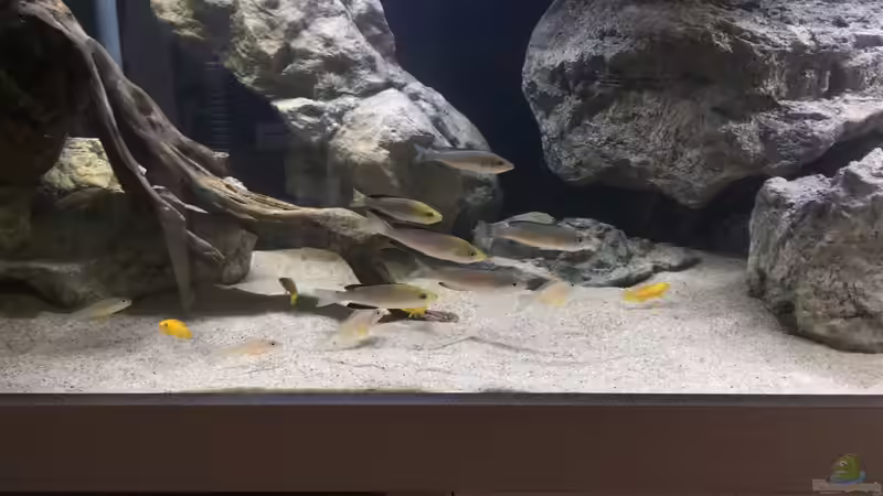 Erst Schwimmzüge von Marco (7)