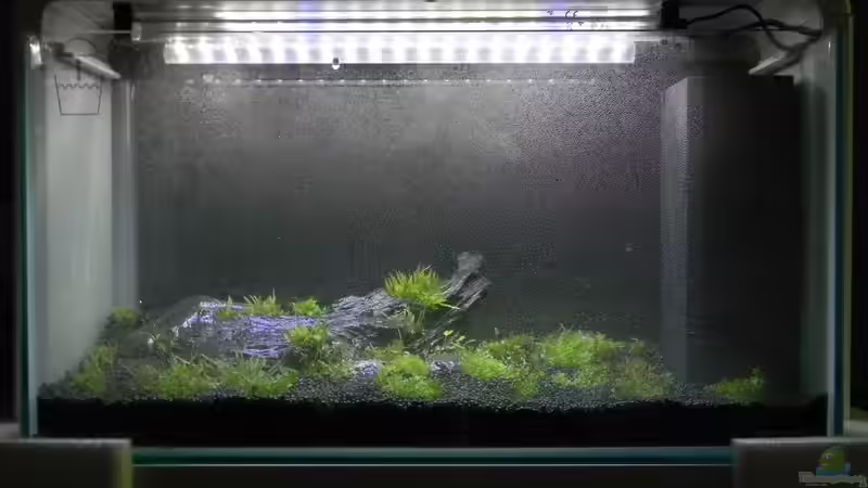 Erstbepflanzung ++ let it grow von Alfur (3)