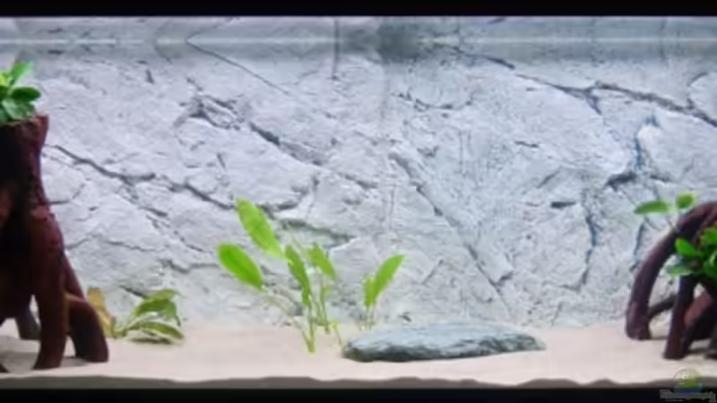 Erstbepflanzung 08.02.08 von Matthias Grobitzsch (2)