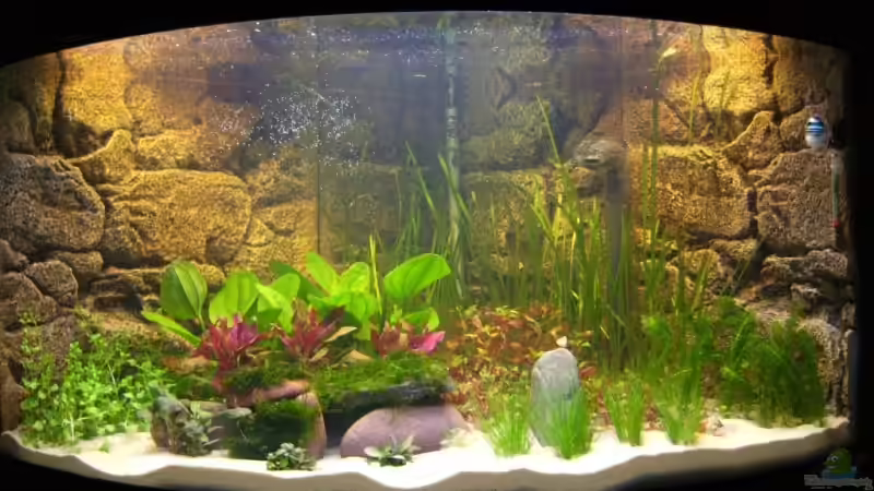 Erstbepflanzung 19-03-2008 von Tiberius (2)