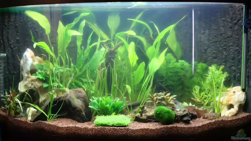 Erstbepflanzung am 12.02.2008 von Oli M. (2)