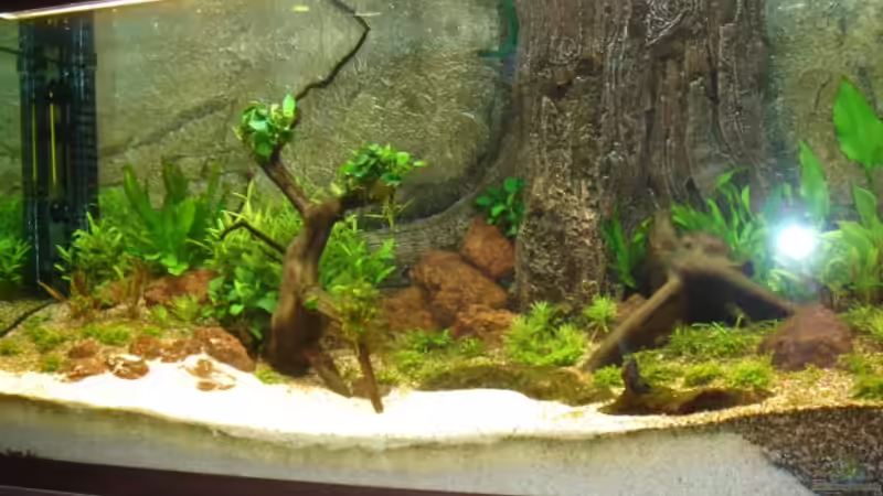 Erstbepflanzung im Januar 2010 - es fehlen noch einige Pflanzen, Steine und Wurzeln von diveman (4)