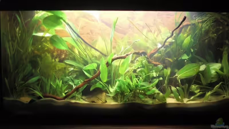 Erstbepflanzung von Ben Mücke (3)