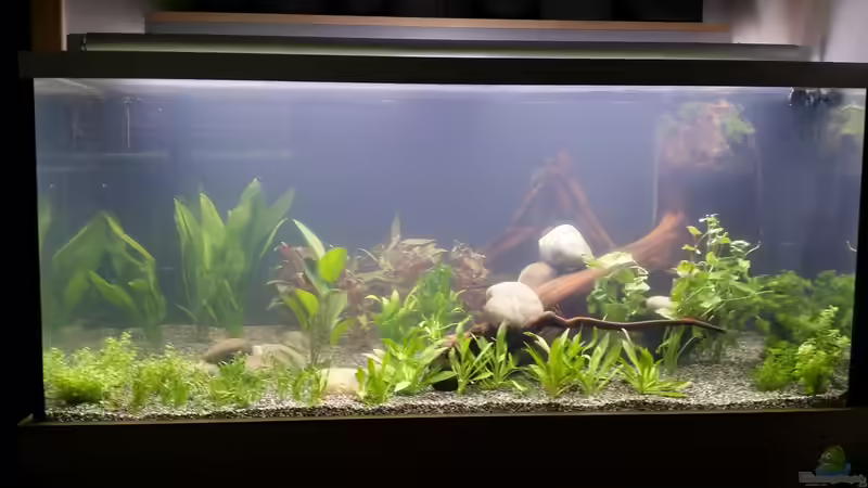 Erstbepflanzung von Josef Kalt (2)