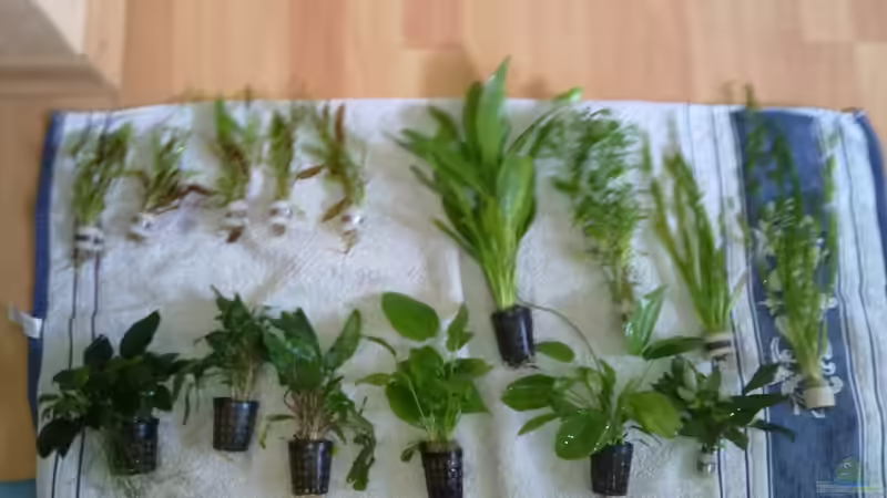 Erstbepflanzung von Koehler (20)