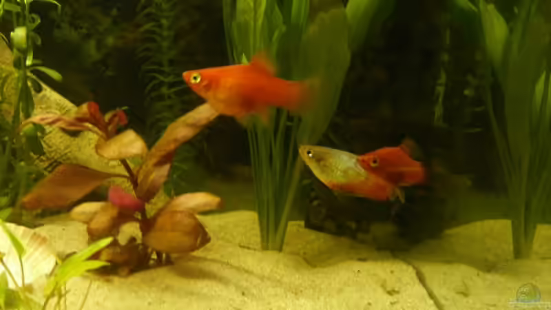 Erstbesatz 3 Plays von Elli und Dennis (4)