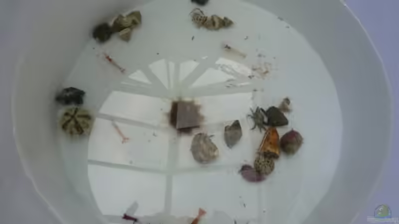 Erstbesatzung als Algenpolizei von OldFriend (38)