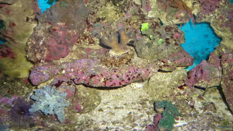 erste Ableger im Alten becken von slobe (57)