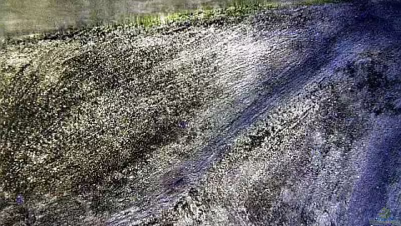 erste Algen. von mbunafreund (11)