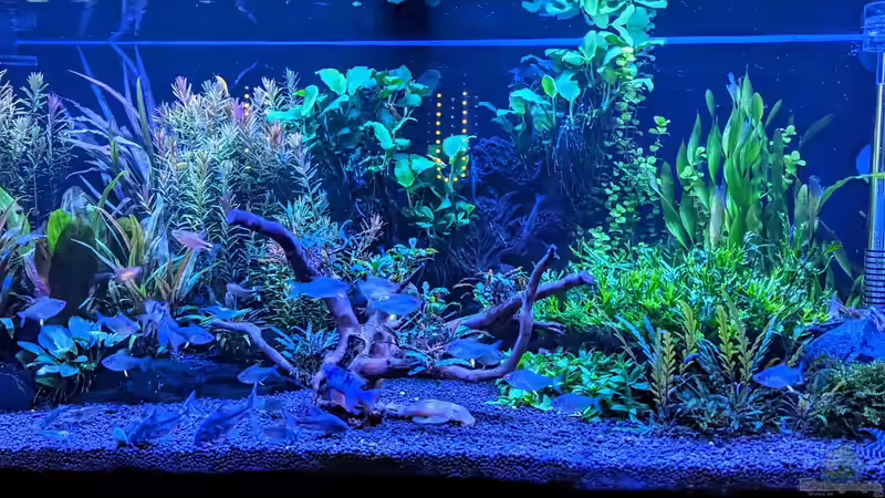 Erste AQ von Marco Klaus (1)