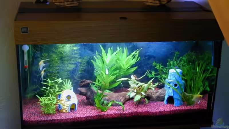 Erste Aquarium Bikini Botton  :-) Juwel 100 Liter von Marc Scheer (4)