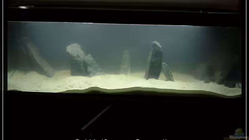 Erste Befüllung des Beckens von wolf87 (12)