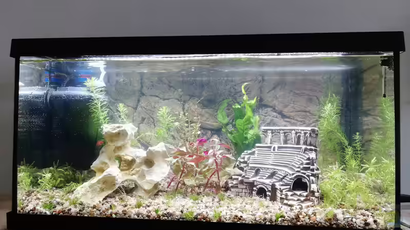 Erste Bepflanzung 05.06.2020 von KleinerFisch (14)