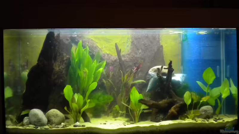 erste Bepflanzung 08.06.2011 von Marci (9)