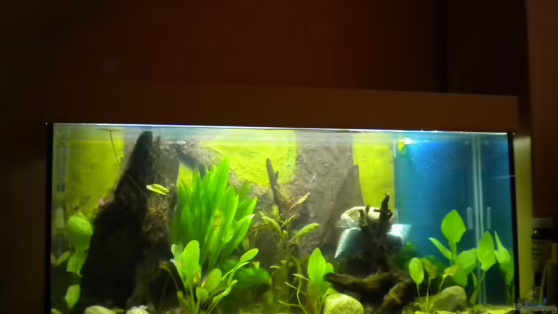 erste Bepflanzung 10.06.2011 von Marci (10)