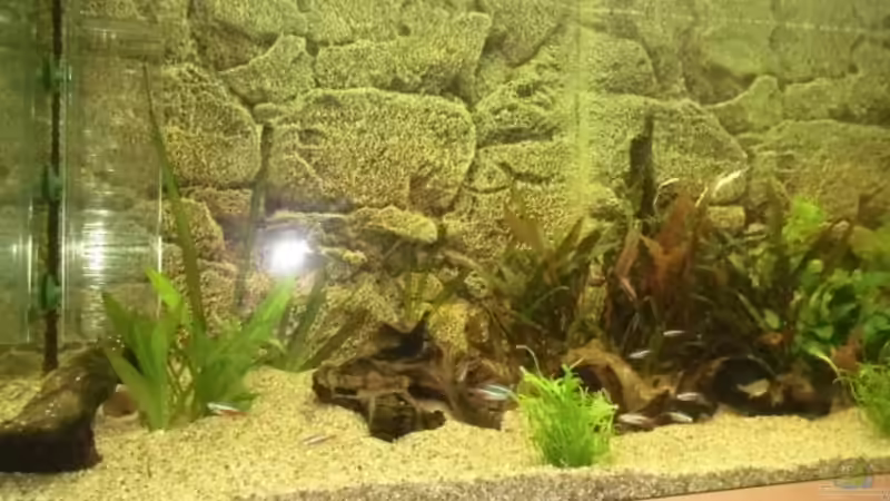 Erste Bepflanzung von Thomas Seidenstuecker (6)