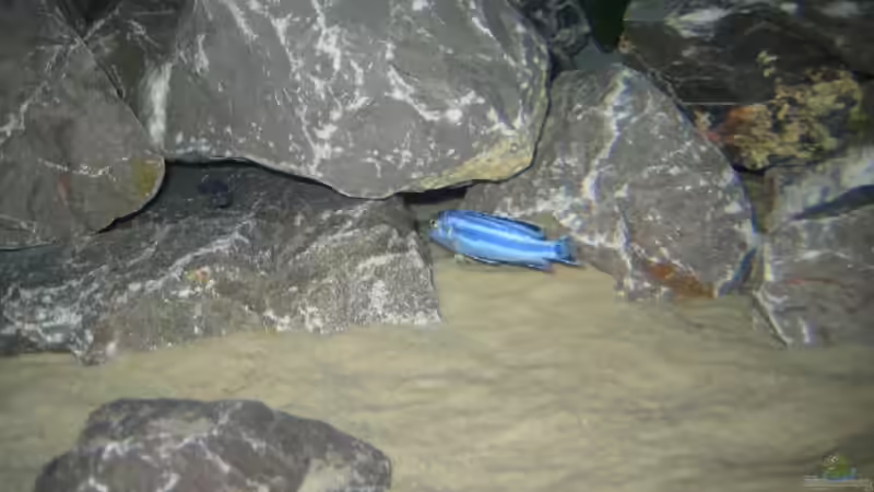 Erste Bewohner... (Melanochromis maingano (cyaneorhabdos)). Weitere Fotos folgen später! von Horst Gennat (13)