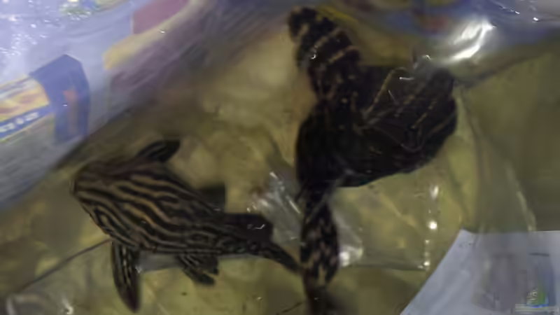 Erste Bewohner ziehen ein von Tom M. (9)