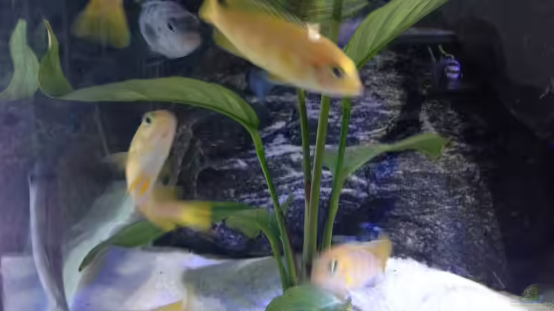 Erste Bilder 28.01.2014 (noch etwas verschwommen) von Benjamin Schmider (16)