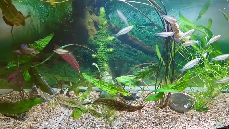 Erste Bilder vom Becken... 2/2 von Helga Kury (12)