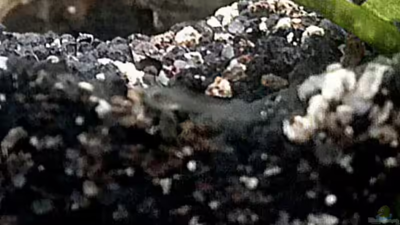 Erste Bilder von den Metallpanzerwelslarven von Kathys 2014 (14)