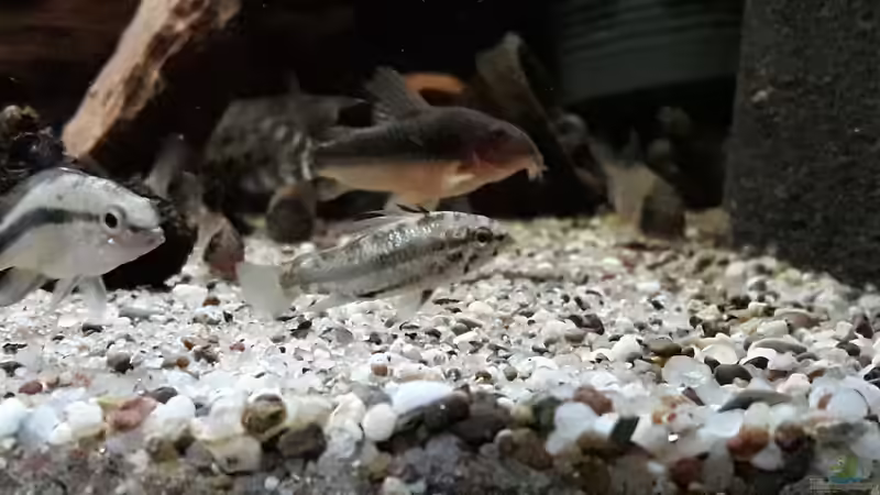 Erste eigene Nachzucht von Fichte (34)