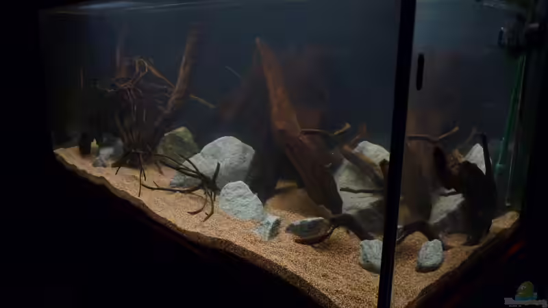 erste Eindrücke vom frischen Becken *24.03.2013* von lützkopf (3)