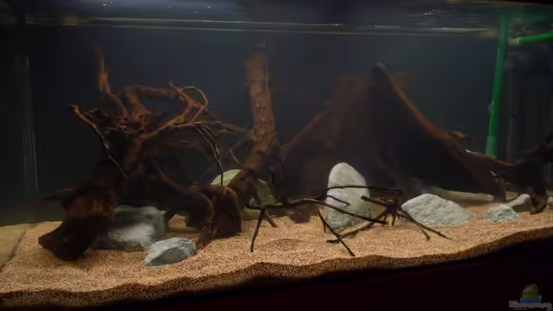 erste Eindrücke vom frischen Becken *24.03.2013* von lützkopf (4)