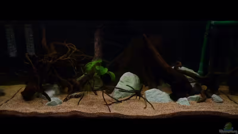 erste Eindrücke vom neu entstehenden Kongo-Becken *26.03.2013* von lützkopf (8)