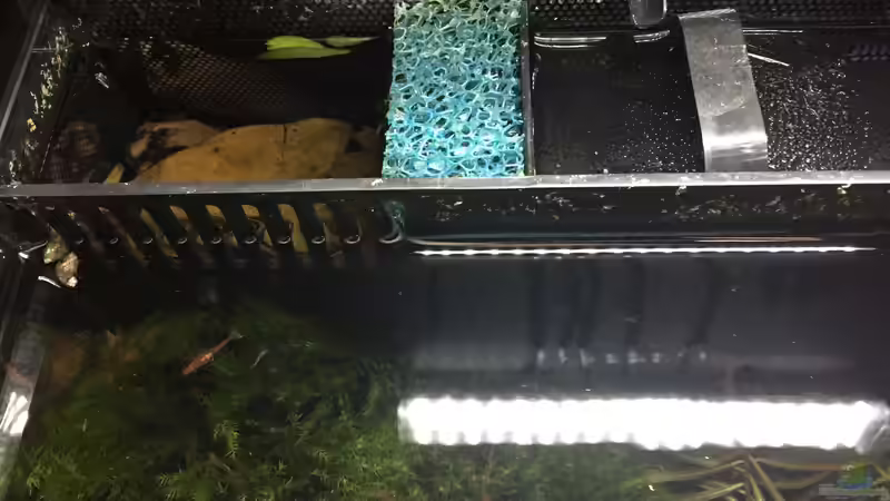 erste Filterkammer mit Abschirmung zur zweiten (Filterschwamm) von Danny (23)