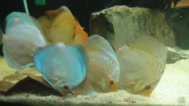 Erste Fütterung :) von Christoph904 (7)