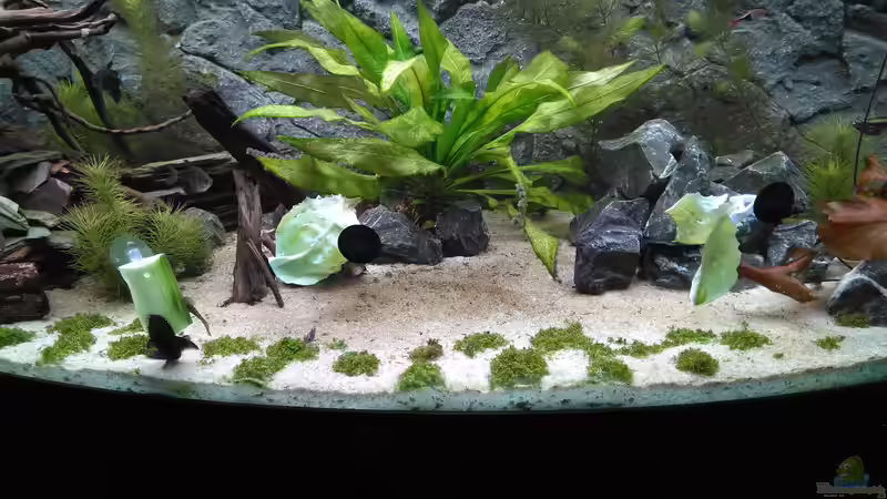 Erste Gurken und Salatfütterung von AdrianSoS (30)