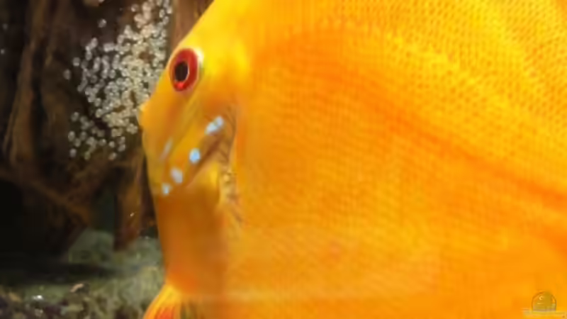 Erste Laichstelle an der Wurzel links von Christoph904 (16)