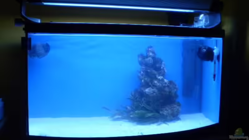 erste Lebendgestein im Becken von Sven K. (6)