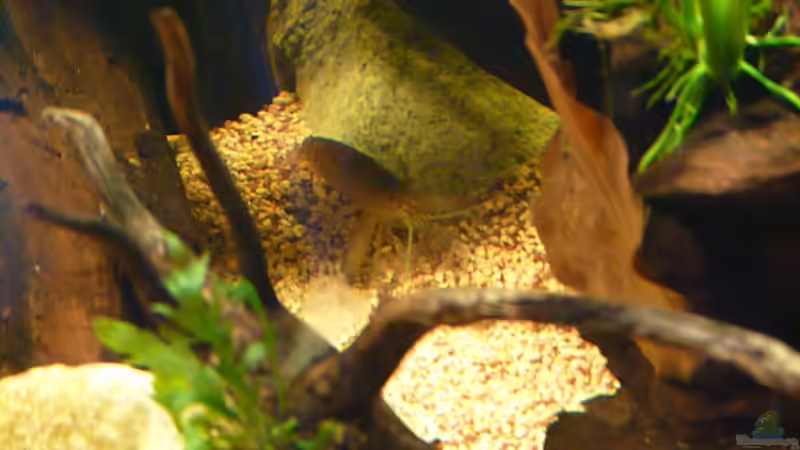 erste mal vor die Linse bekommen - die Atya gabonensis *26.05.2013* von lützkopf (54)