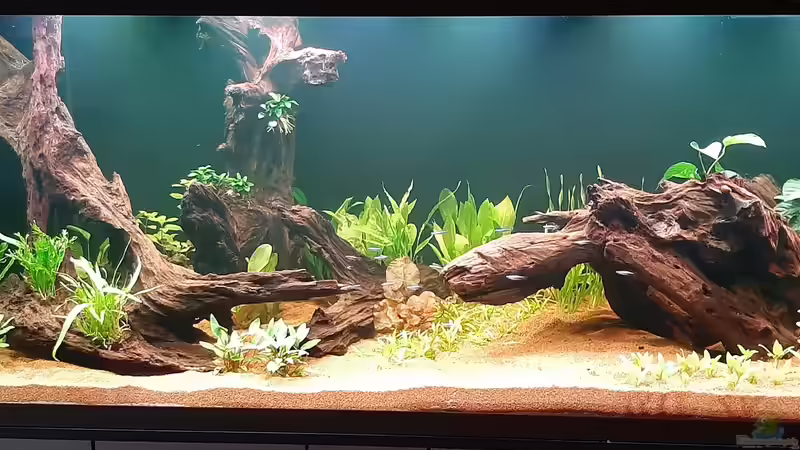 erste Neon´s ziehen ein von Memo (3)