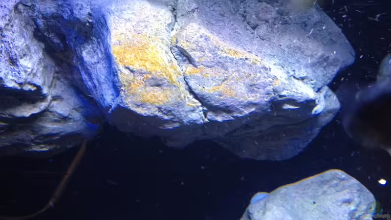 Erste Patina  von der Steirer (62)