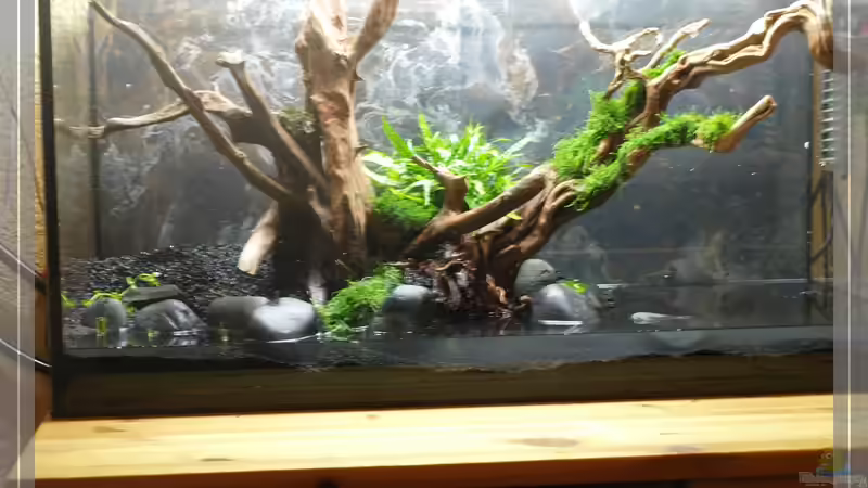 erste Pflanzarbeiten von Pseudomugil (7)