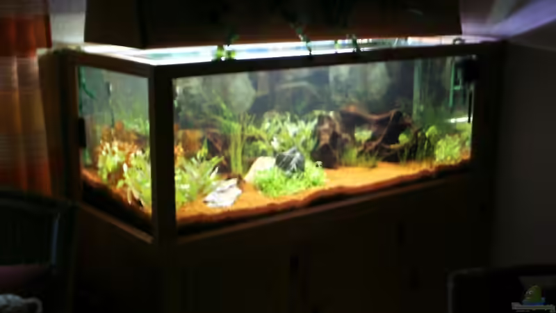 erste Pflanzen 11.6.08 von Michael Kunig (3)