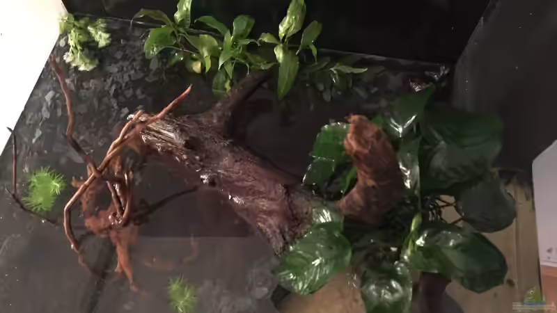 erste Pflanzen eingepflanzt von moehriam (14)