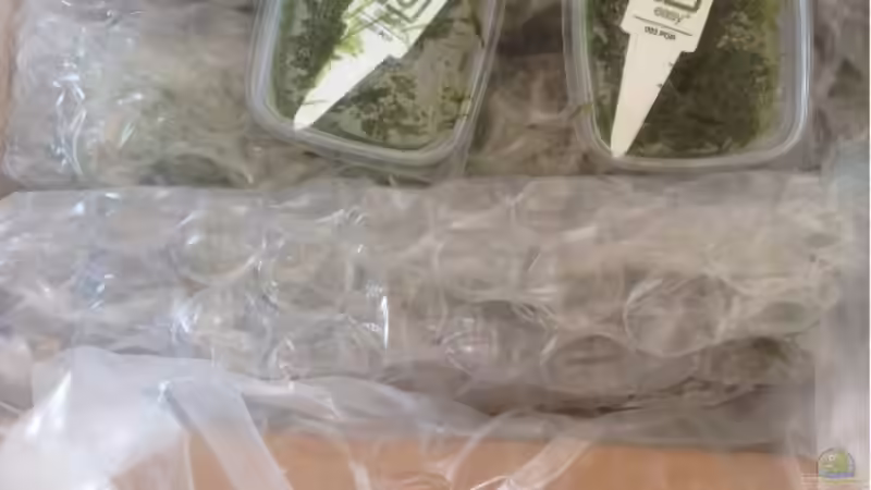 Erste Pflanzenlieferung von ronnsch (8)