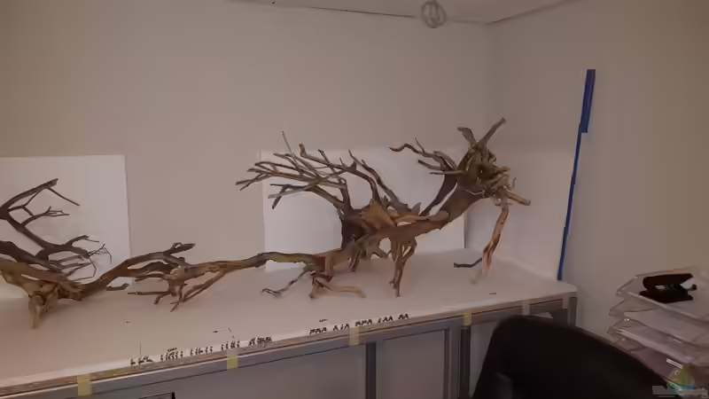 erste Versuche die Wurzeln zu positionieren von Sven Oelze (25)