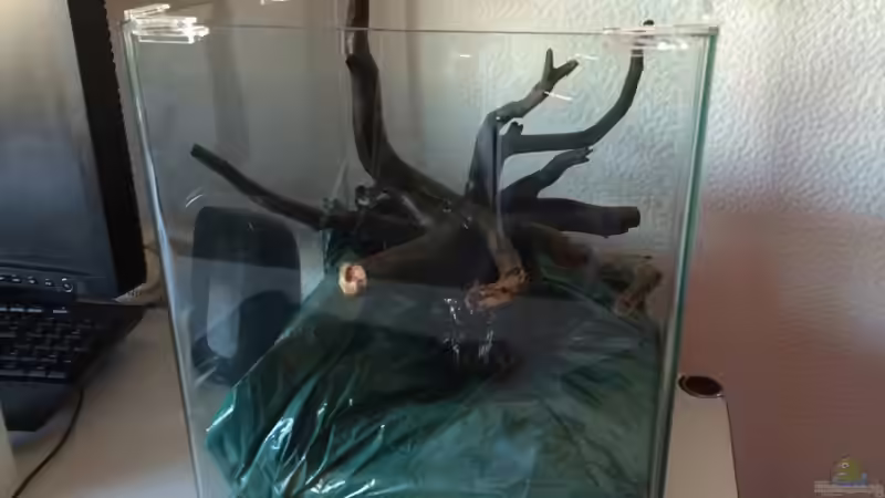 Erste Versuche von Ayahuasca (127)