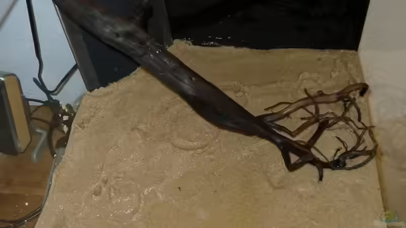 erste Wurzel und Filter rein von JohannesDD (5)