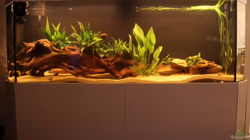 Ersteinrichtung: Becken bei leicht gedimmter Beleuchtung von Tim E. (2)